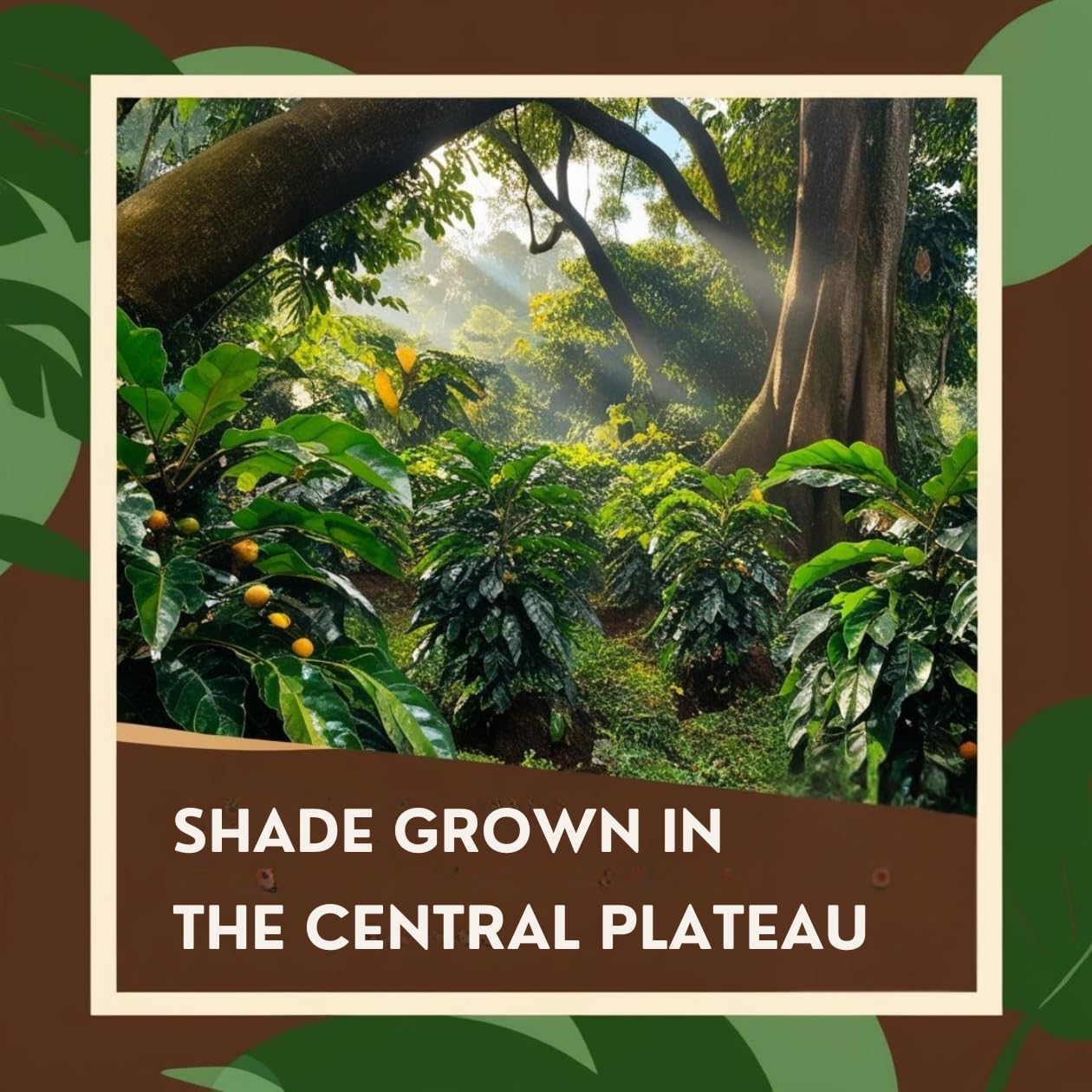 Haiti: Marre Blanc | Handpicked Haitian Coffee from the Central Plateau – 3 lb Bag - Dinner Ideas Collective